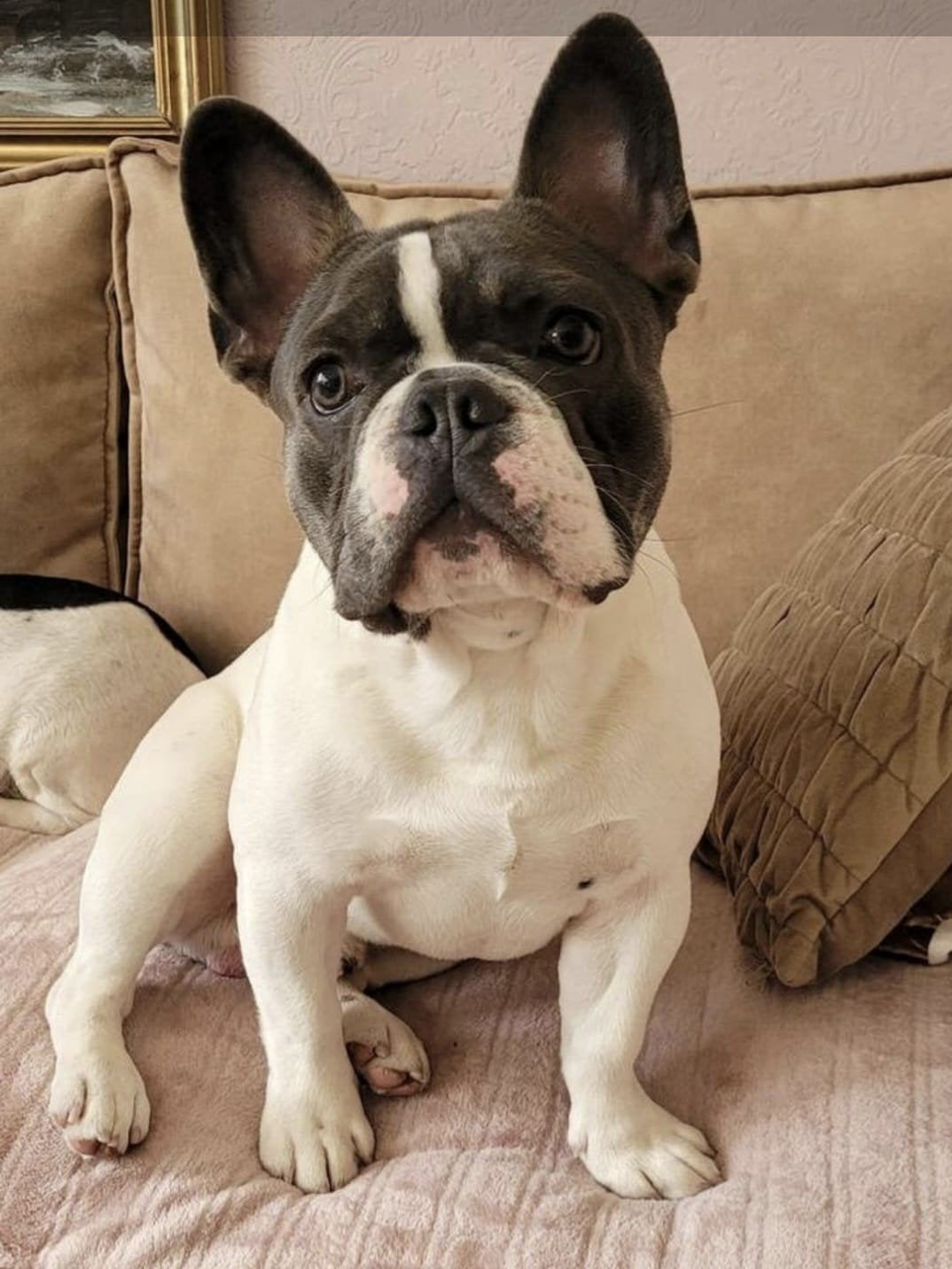 Franse bulldog reu met Stamboom, Dieren en Toebehoren, Parvo, 15 weken tot 1 jaar, Reu, Bulldog