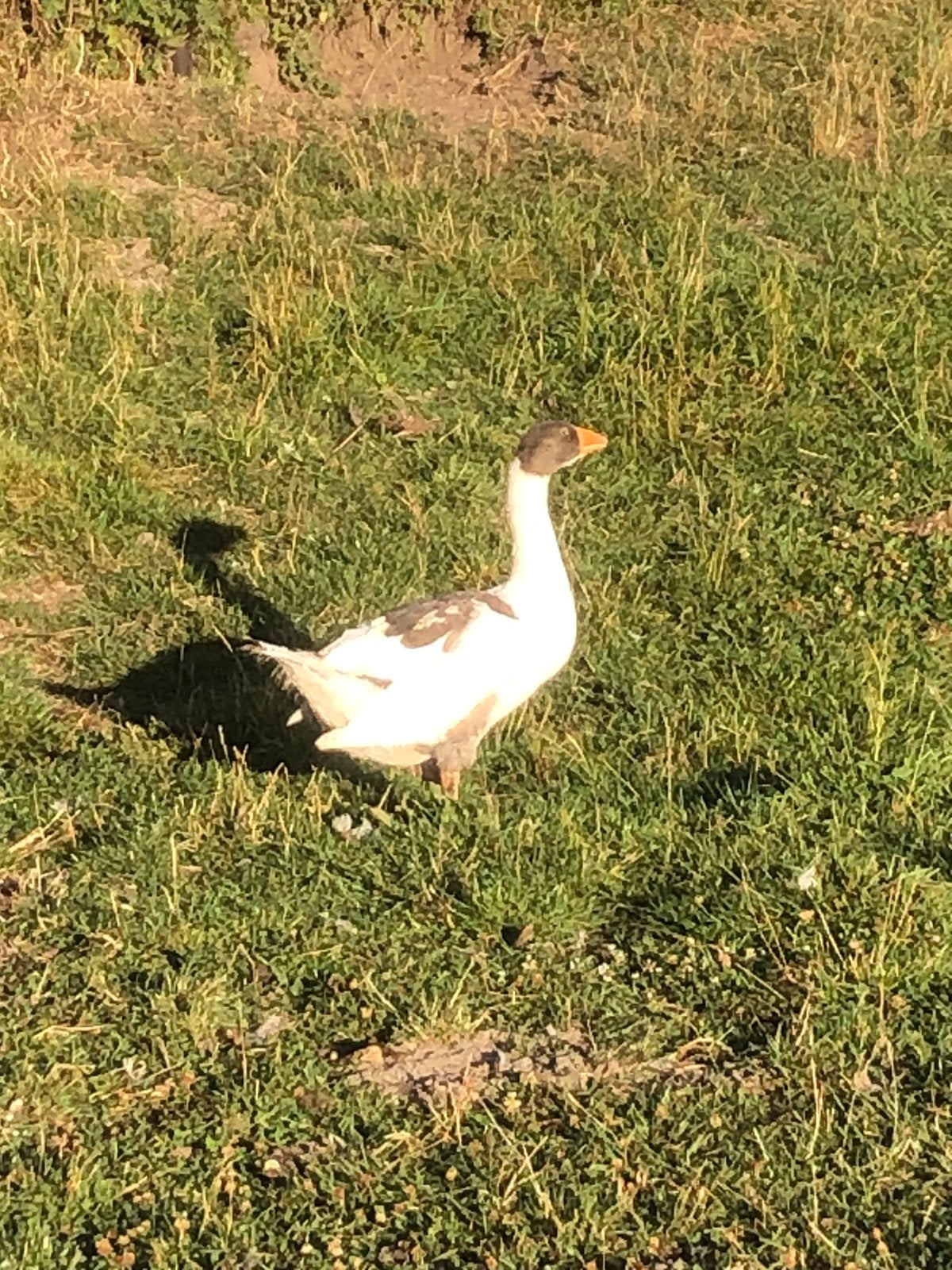 twentse landganzen, gans, Dieren en Toebehoren, Meerdere dieren, Eend