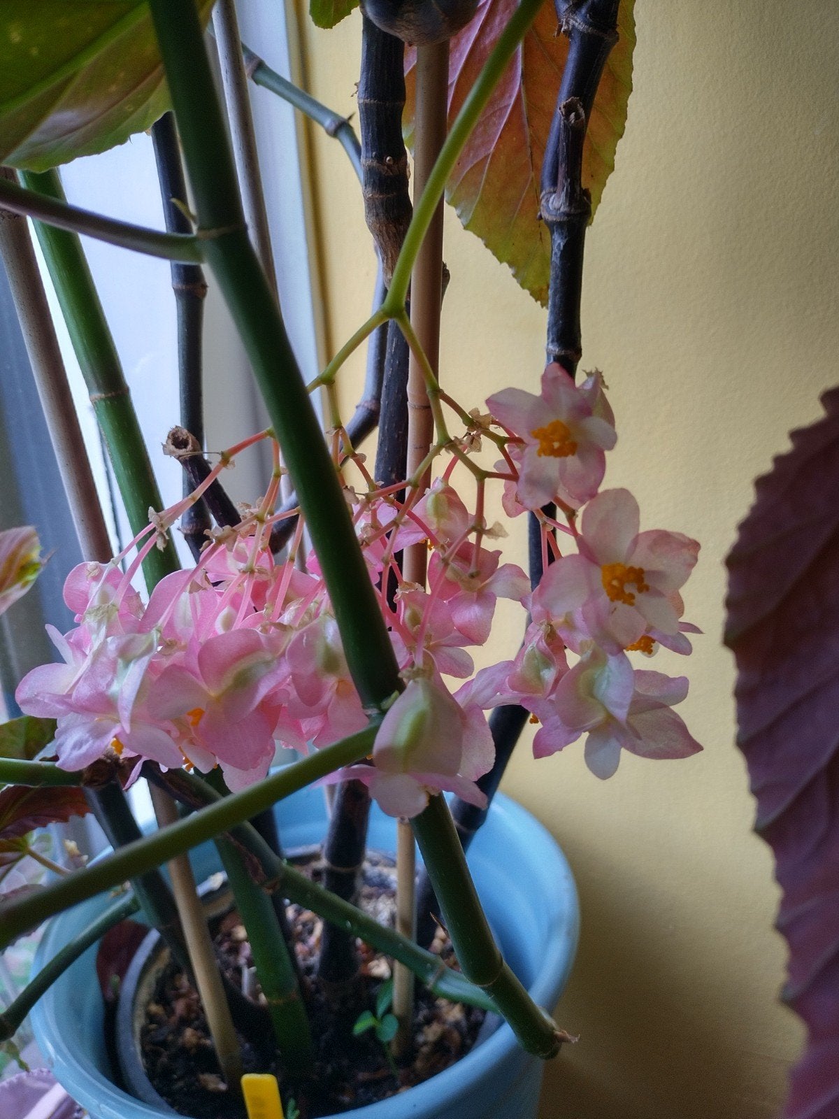 mooie begonia planten
de oude plant bloeit reikelijk
een leu, Ophalen, Halfschaduw, Minder dan 100 cm