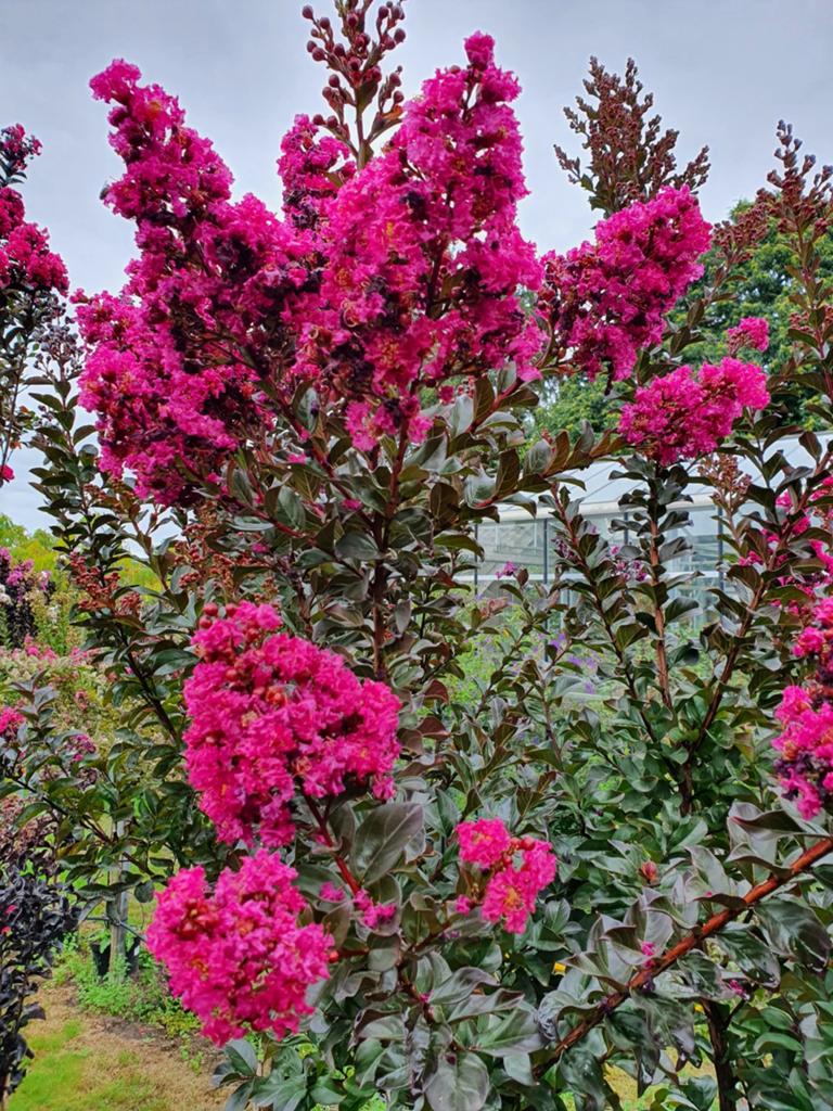 Lagerstroemia Plum Magic / nieuw ‼️‼️, Tuin en Terras, Planten | Bomen, Bolboom, 250 tot 400 cm, Volle zon, Zomer, In pot, Ophalen