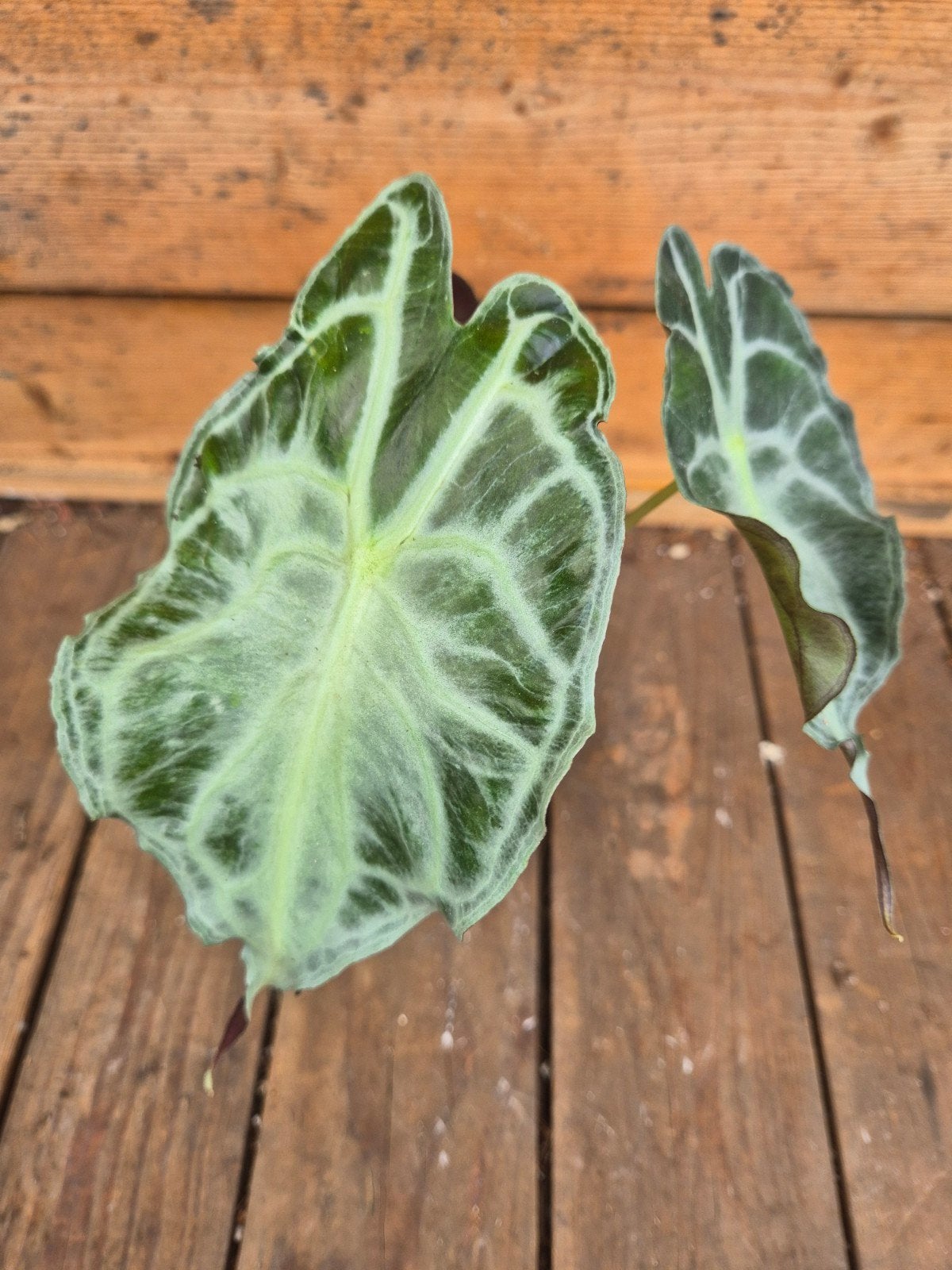 Alocasia Venom p8 (1), Huis en Inrichting, Ophalen of Verzenden, Halfschaduw, Minder dan 100 cm