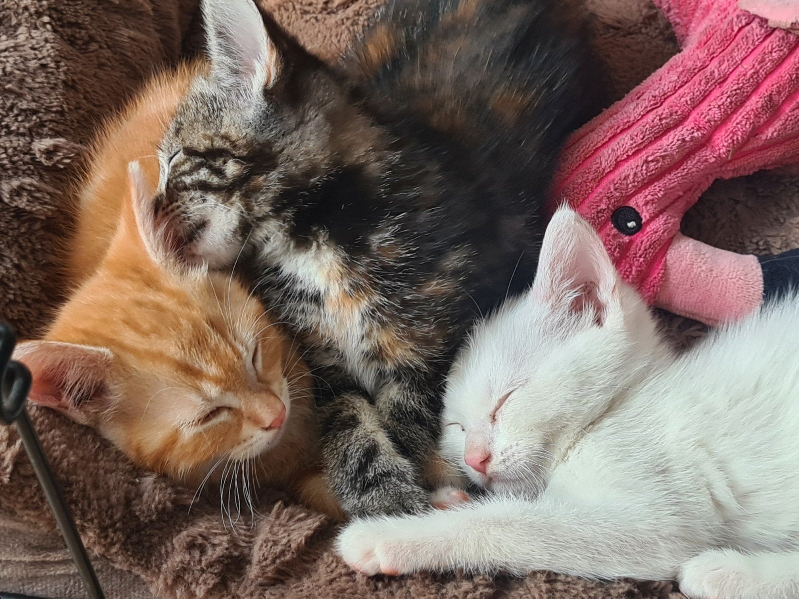 kittens. jonge poesjes., Dieren en Toebehoren, Katten en Kittens | Overige Katten, Meerdere dieren, 0 tot 2 jaar