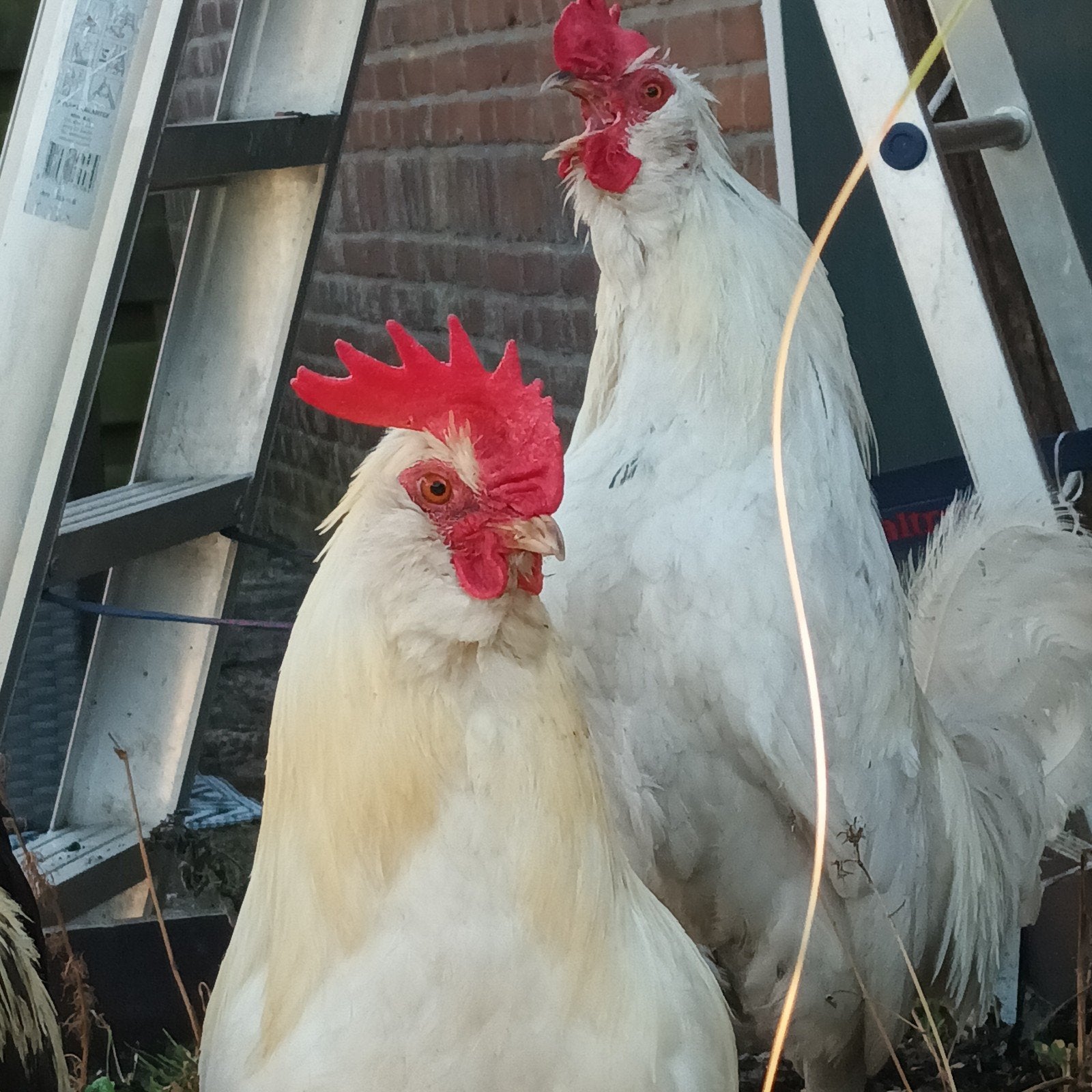 Gezellige & zelfstandige hanen zoeken een fijn nieuw thuis!, Dieren en Toebehoren, Mannelijk, Kip