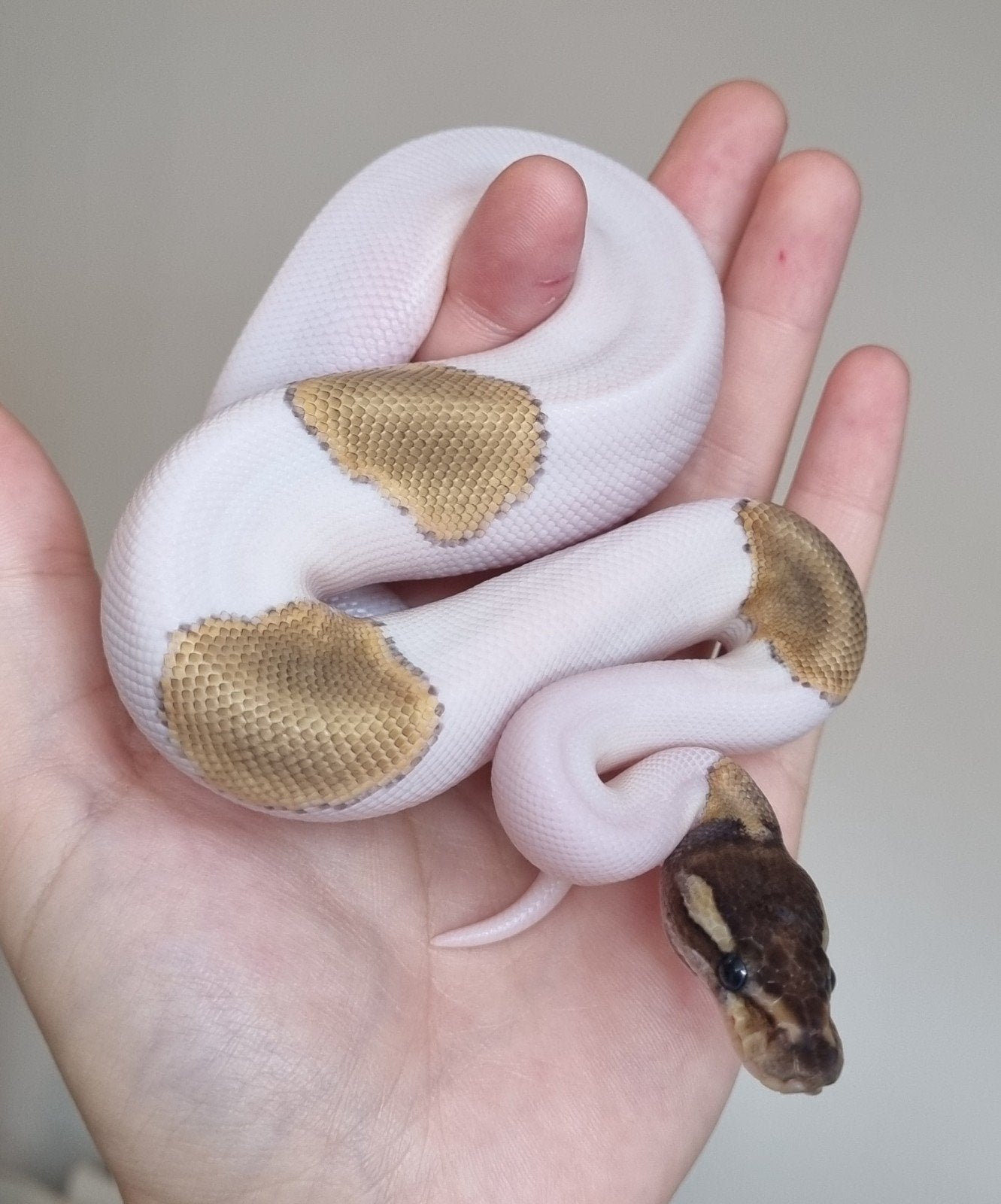 1.0 mojave piebald 66% het lavender albino koningspython Ball Python photo 2