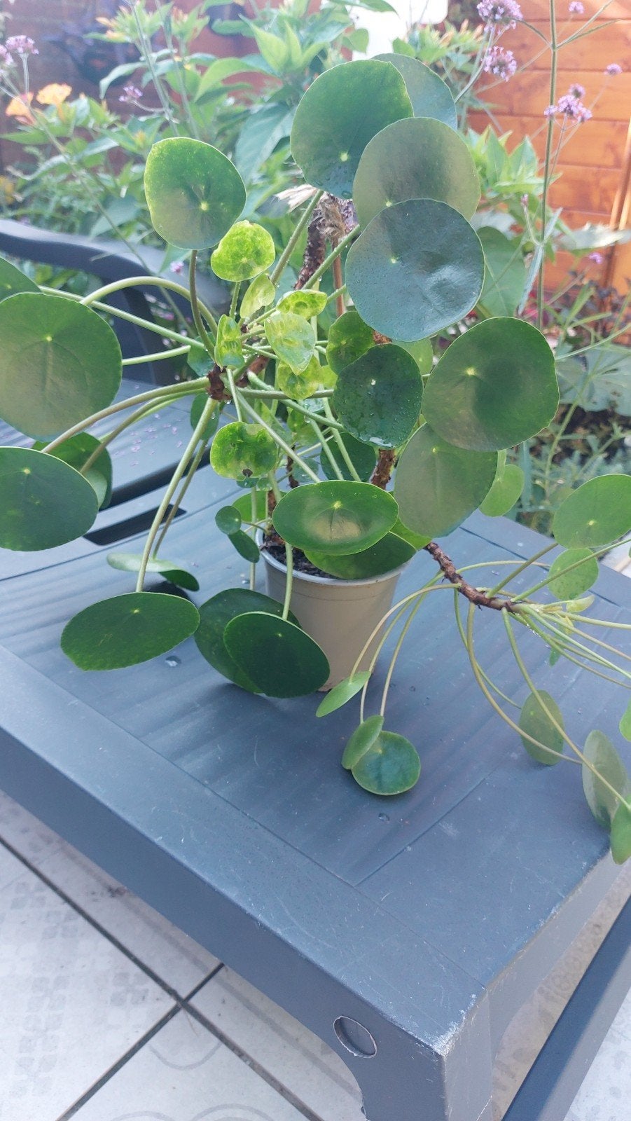panekkoekplant, Verzenden, Halfschaduw, Minder dan 100 cm