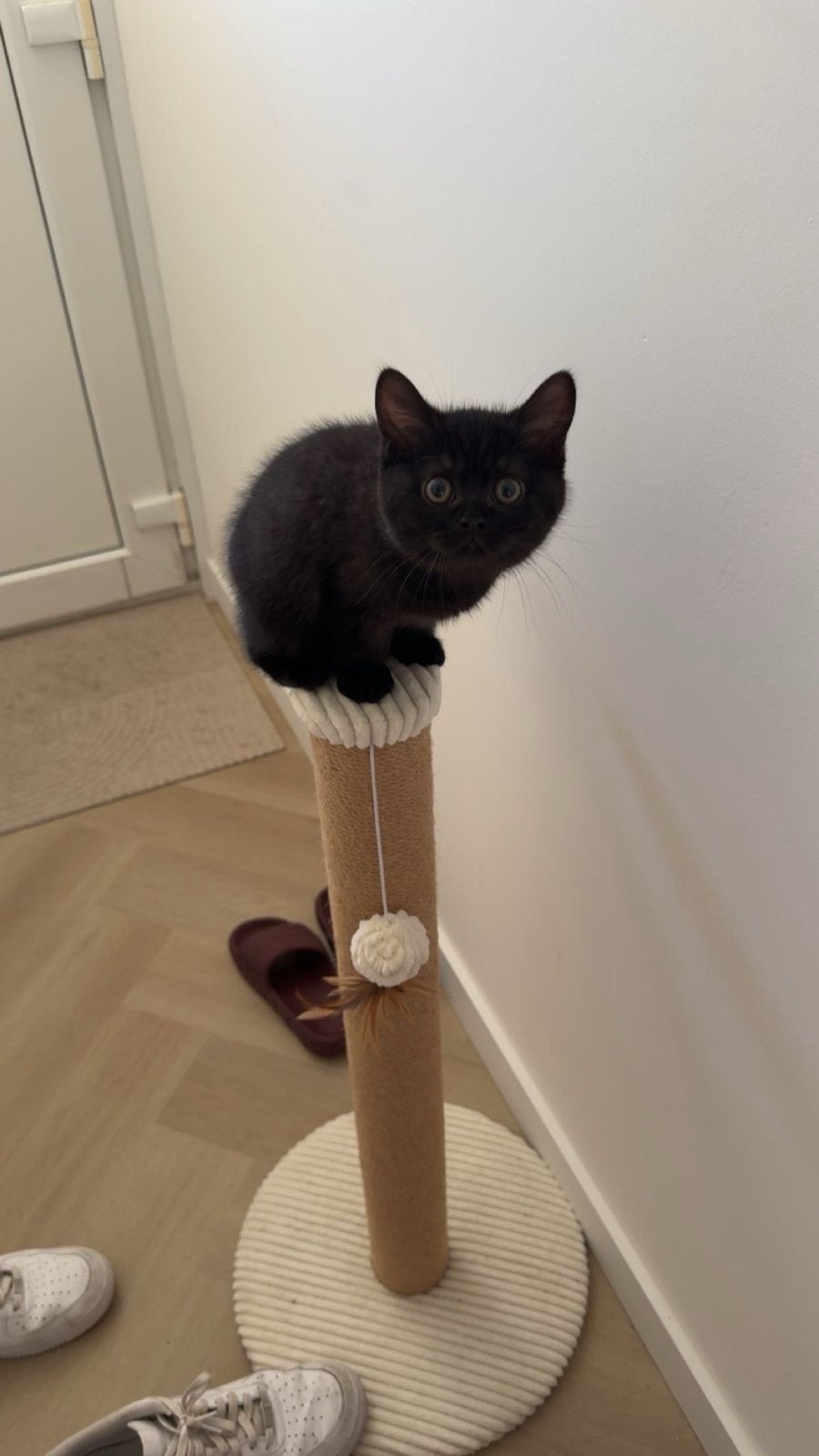 Brits korthaar, Dieren en Toebehoren, Katten en Kittens | Overige Katten, Poes, Kortharig, 0 tot 2 jaar