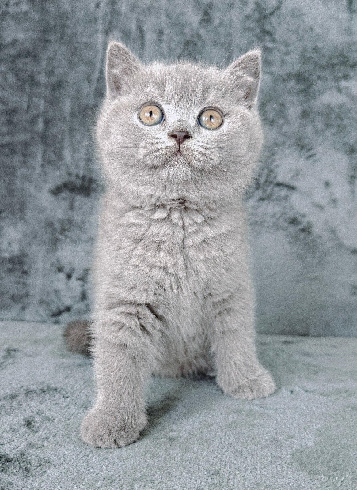 Quity, Billy, Sunny en Buddy britse korthaar ouders stamboom, Poes, Ontwormd, 0 tot 2 jaar