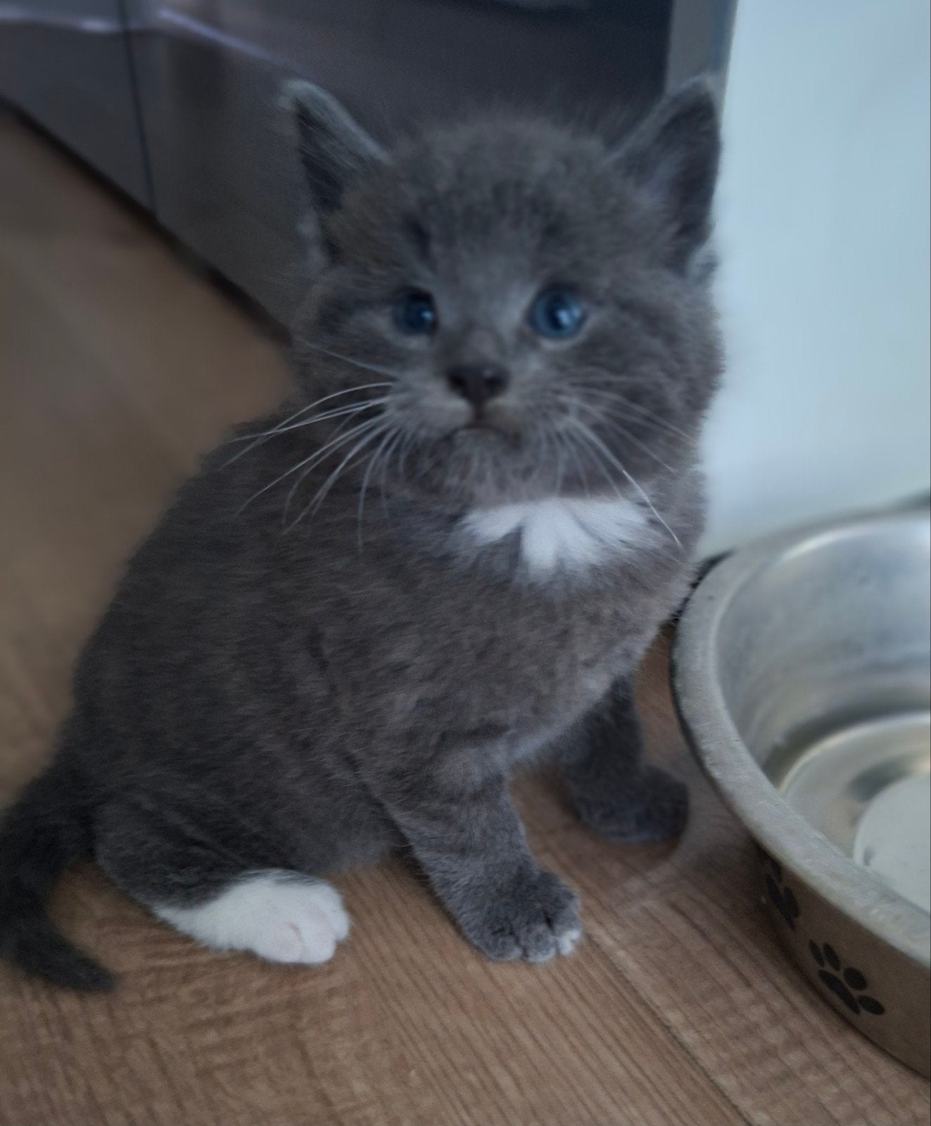 halflangharige katertje, Kater
