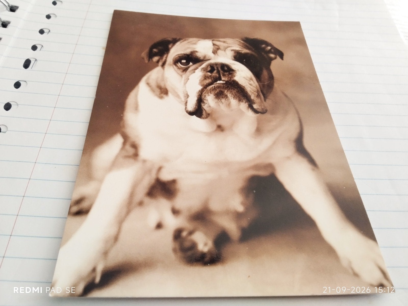 Vintage fotoansicht van een Bulldog - Rachael Hale Photograp, Verzamelen, Ophalen of Verzenden, 1980 tot heden