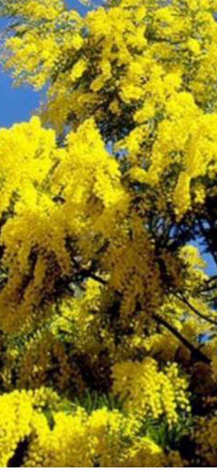 mimosa boom, Ophalen, Overige soorten, Volle zon