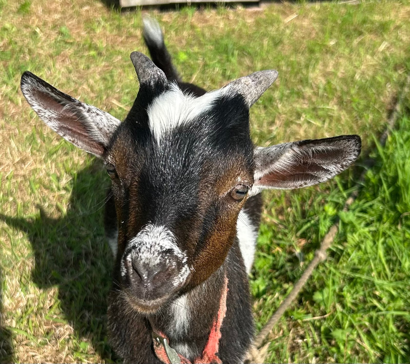 Mooi tam bokje, Dieren en Toebehoren, Mannelijk, Geit