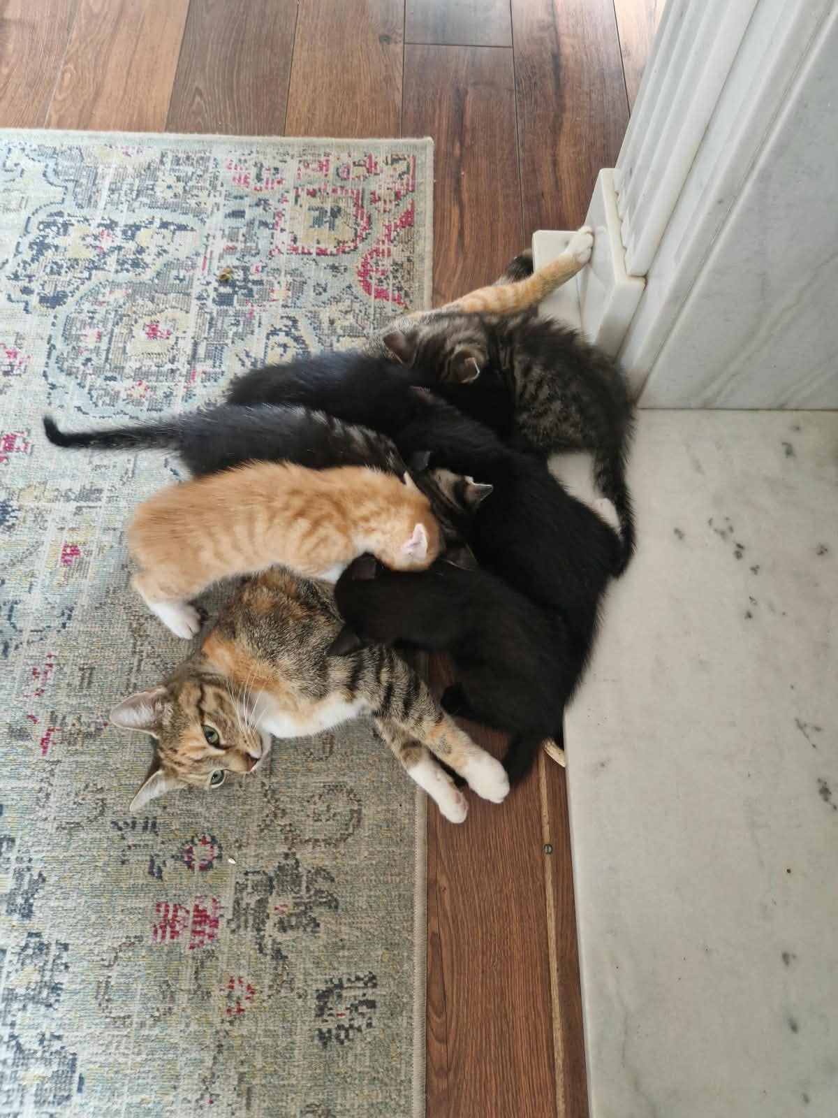 Leuke aanhankelijke kittens, Meerdere dieren, 0 tot 2 jaar