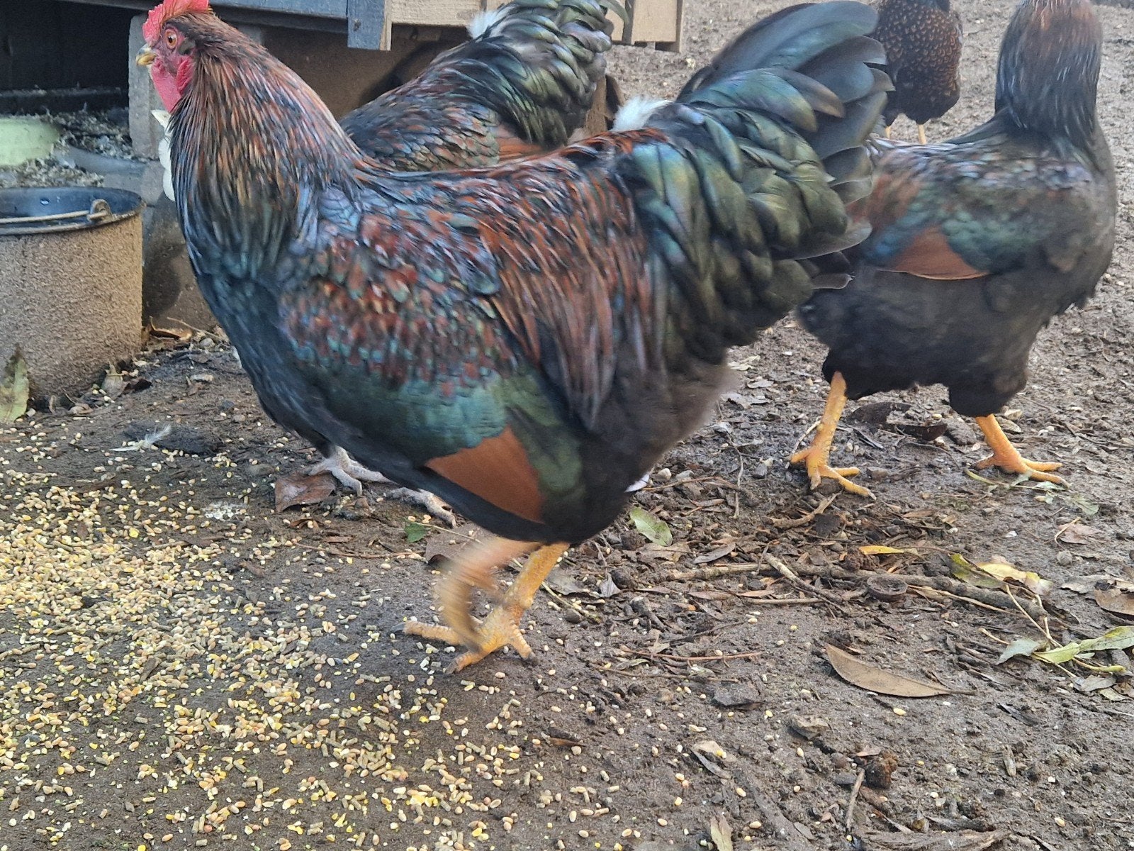 mooie grote hanen te koop barnevelders, Dieren en Toebehoren, Mannelijk, Kip