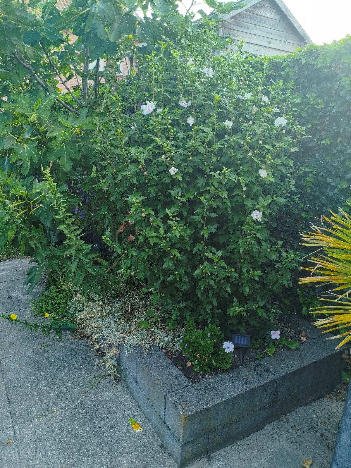 Grote Hibiscus Struik met Witte Bloemen, Tuin en Terras, Planten | Tuinplanten, Vaste plant, Overige soorten, Halfschaduw, Ophalen