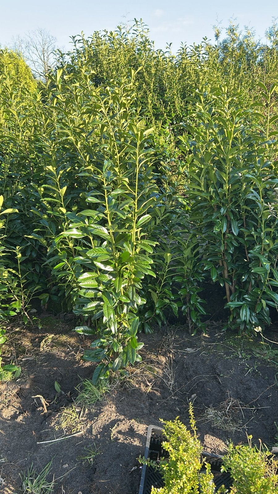 Laurierplanten voor haag of solitaire aanplant, Tuin en Terras, Overige soorten, Vaste plant, Ophalen of Verzenden, Halfschaduw
