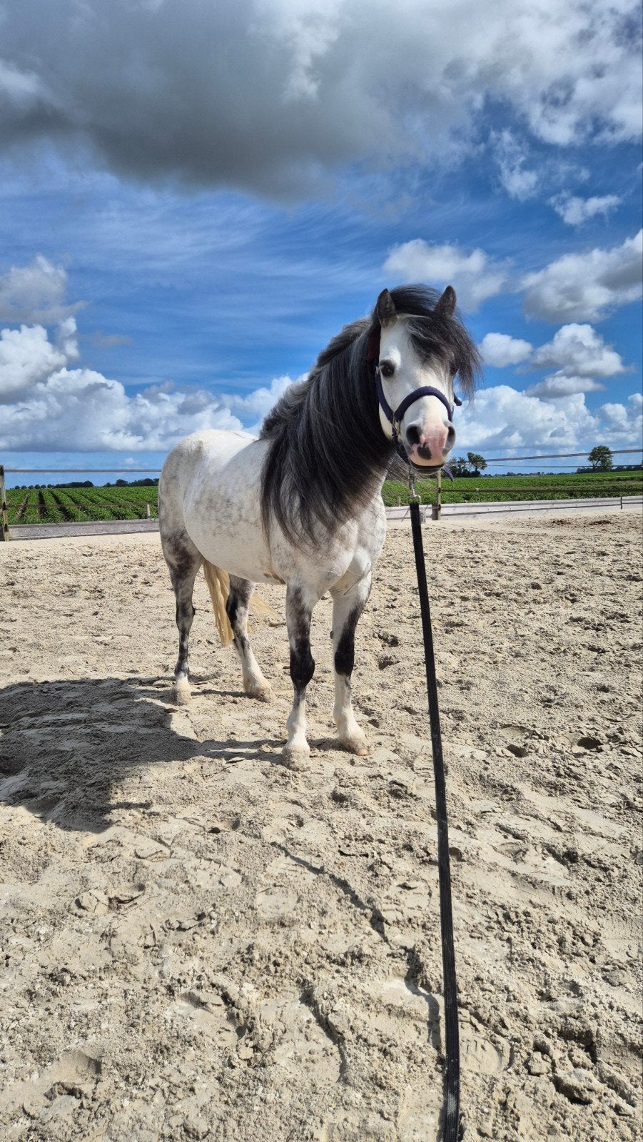 Knappe 8-jarige Welsh pony met eerlijk verhaal, Dieren en Toebehoren, Pony's, Met stamboom, Ruin, Niet van toepassing, 7 tot 10 jaar