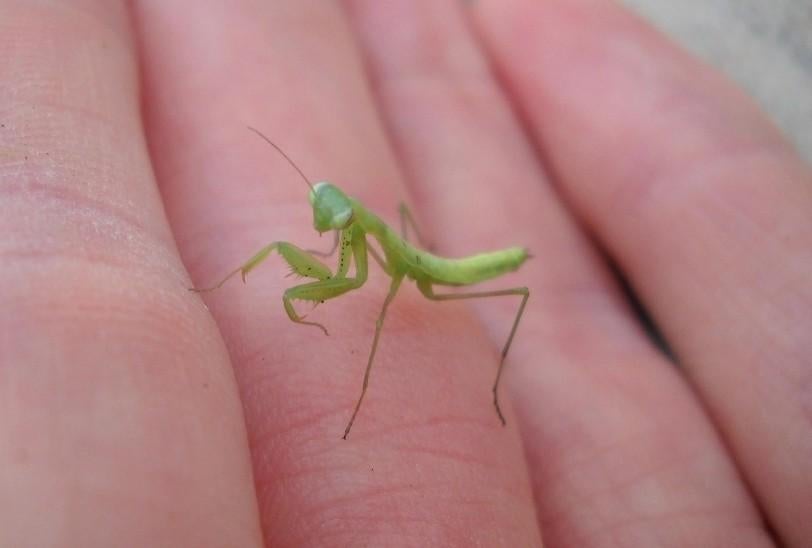 Gezocht (nimf) bidsprinkhaan, Dieren en Toebehoren, Insecten en Spinnen, Sprinkhaan of Krekel