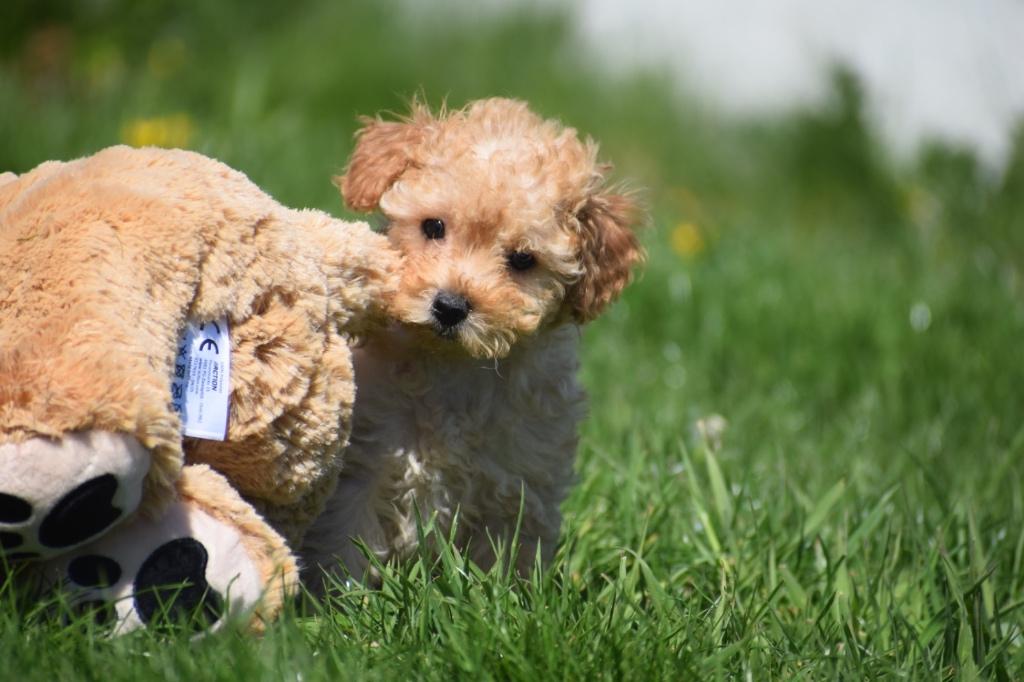 Poedel pups kies hier uw kleutje, Poedel, 15 weken tot 1 jaar, Buitenland, Parvo