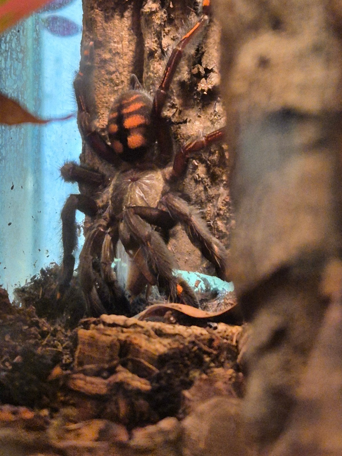 Psalmopoeus irminia vrouw 0.1 inclusief terrarium, Dieren en Toebehoren, Spin of Schorpioen