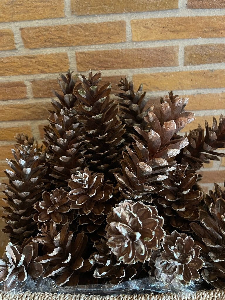 Lange Grote Dennenappels/Kegels Nieuw, Ophalen of Verzenden, Nieuw