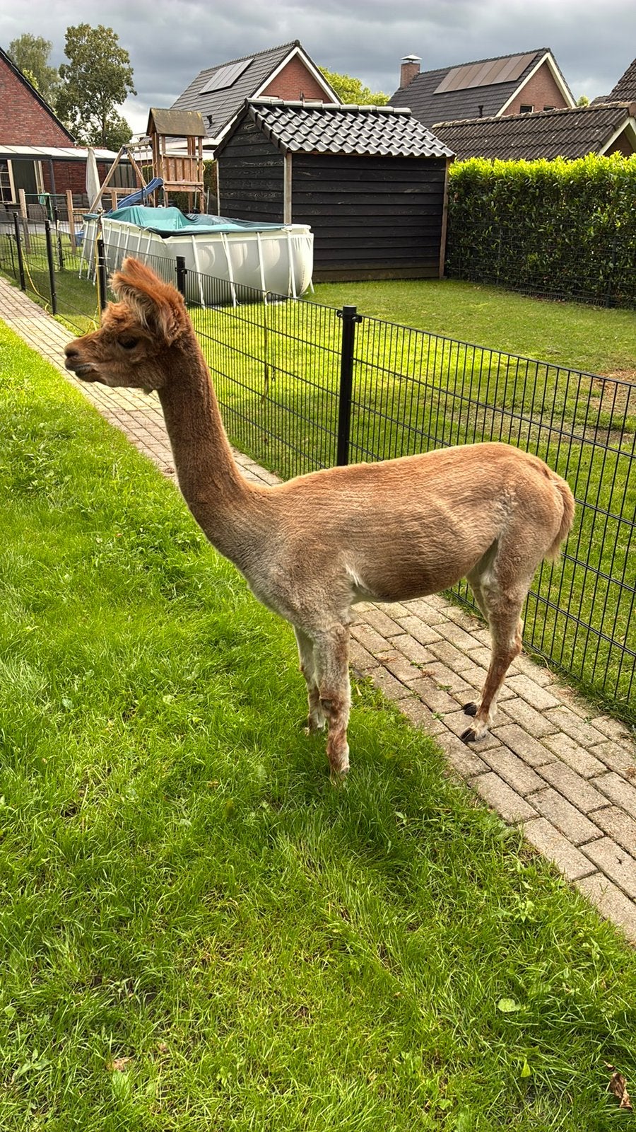 Alpaca merrie, Dieren en Toebehoren, Overige Dieren, Juni, Vrouwelijk