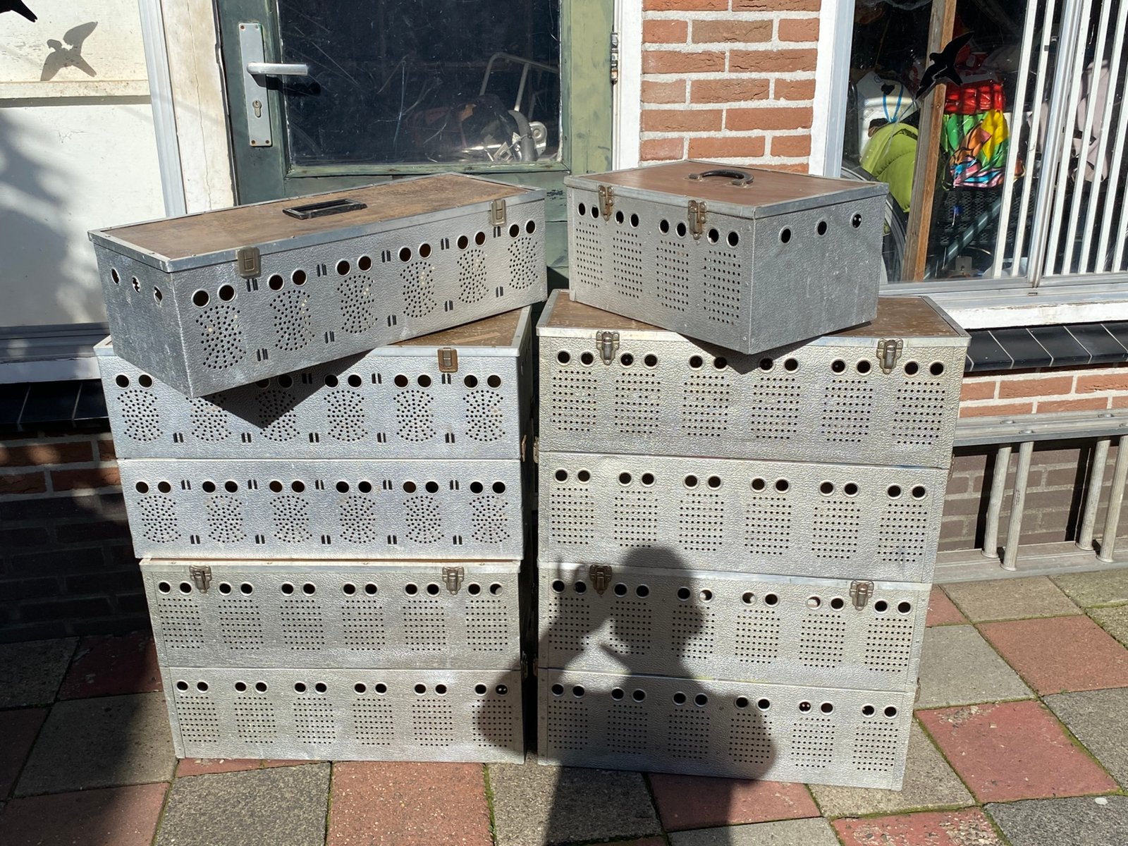 Duivenmanden, Dieren en Toebehoren, Meerdere dieren, Postduif