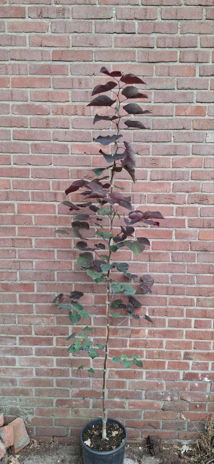 Cercis merlot, Ophalen, Volle zon, Overige soorten