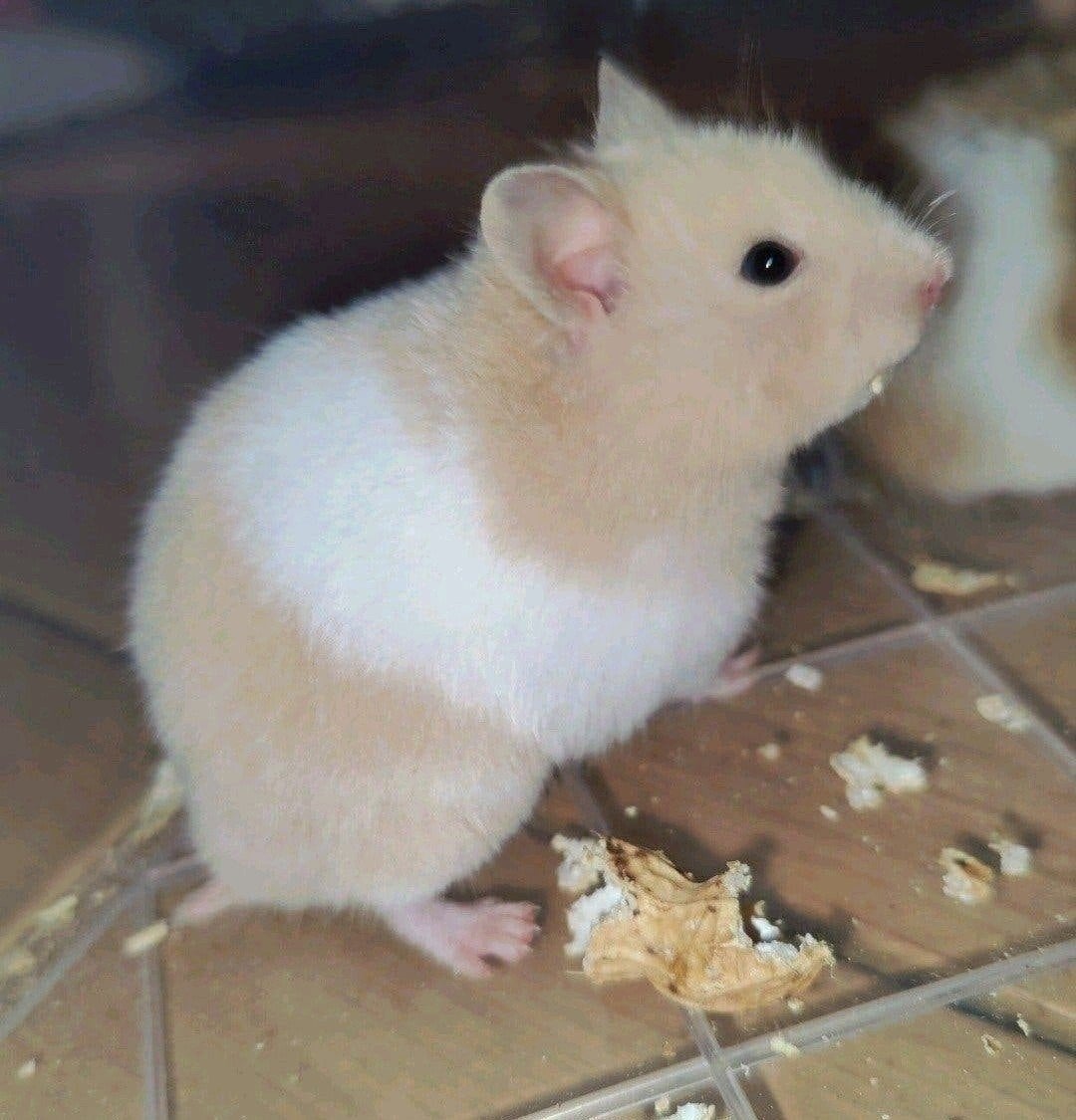 Lief crème witband hamster baby vrouwtje, Hamster, Augustus, Vrouwelijk, Tam