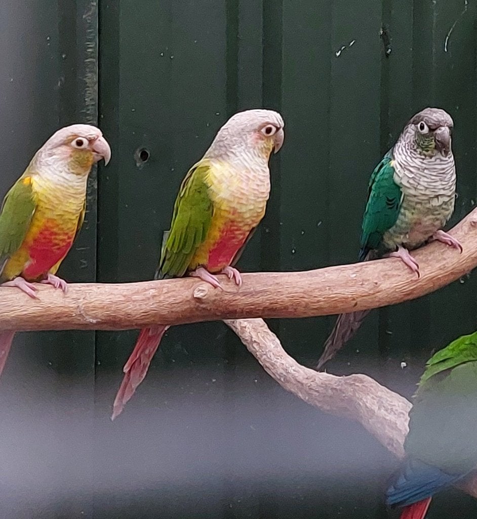 Te Koop >  Groewang Parkiet, Dieren en Toebehoren, Meerdere dieren, Parkiet, Geringd