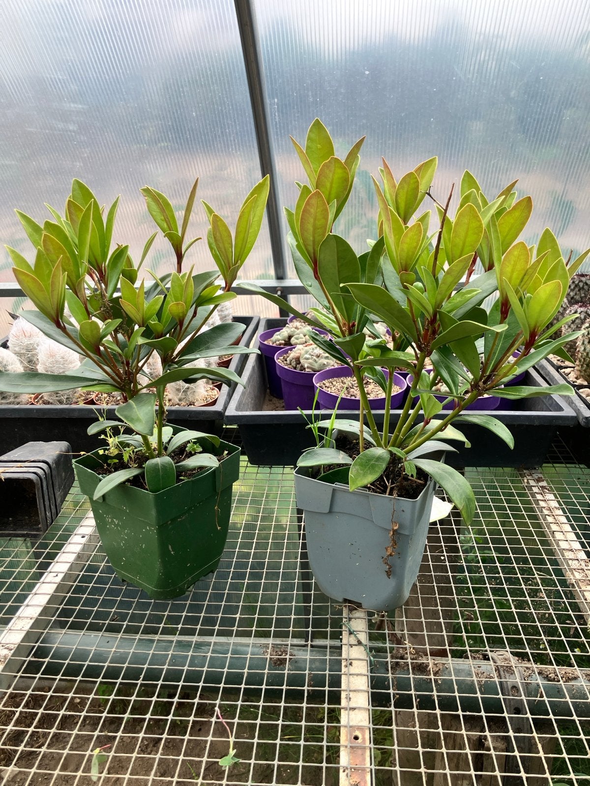Skimmia japonica - Wintergroene sierheester, Tuin en Terras, Planten | Tuinplanten, Vaste plant, Halfschaduw, Winter, Ophalen