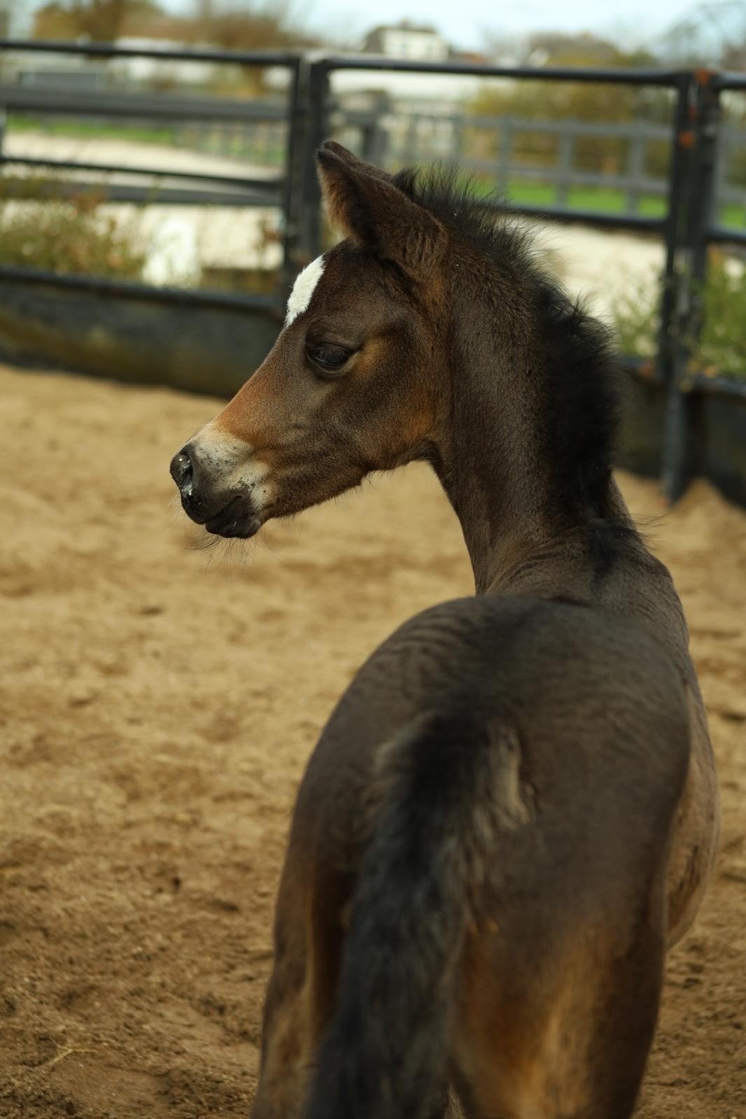 Super knap kwpn dressuur veulen., Merrie, 0 tot 2 jaar