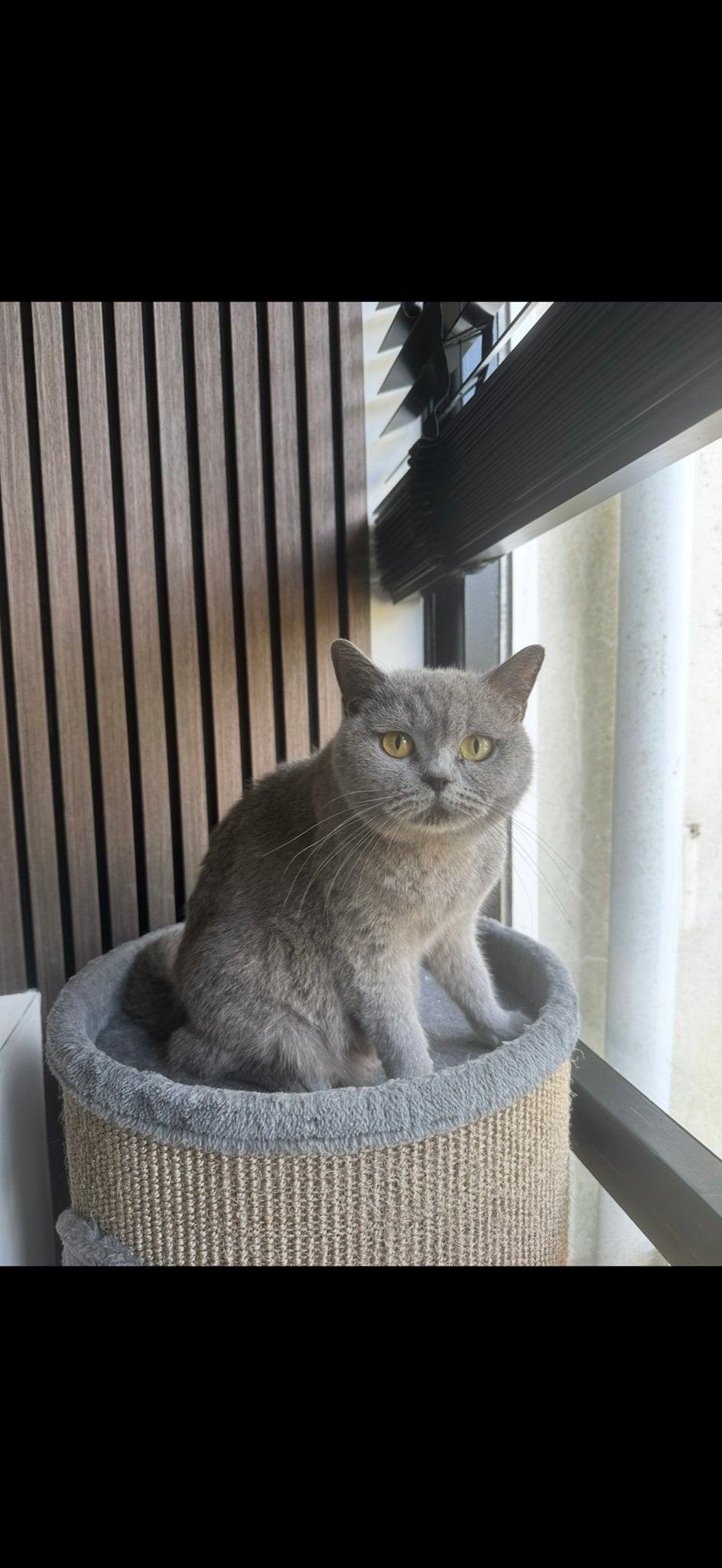 Britse Korthaar met stamboom, Dieren en Toebehoren, Katten en Kittens | Overige Katten, Poes