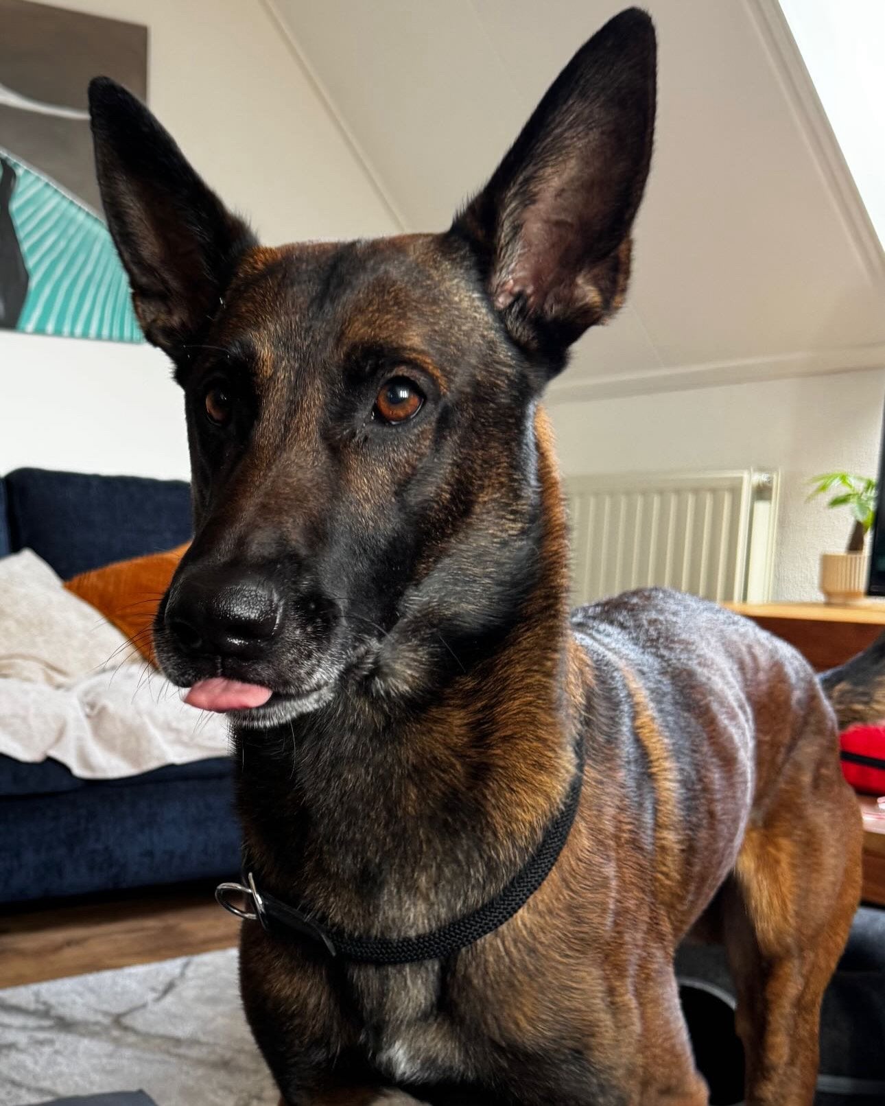 Honden to adoptie, HCC (leverziekte), Reu, Eén hond, 3 tot 5 jaar