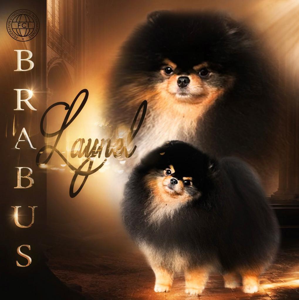 Ervaren Dekreu PLvrij SM/CMvrij+petscan pomeranian/pomeriaan, Dieren en Toebehoren, Keeshond, Reu, 1 tot 2 jaar, Parvo