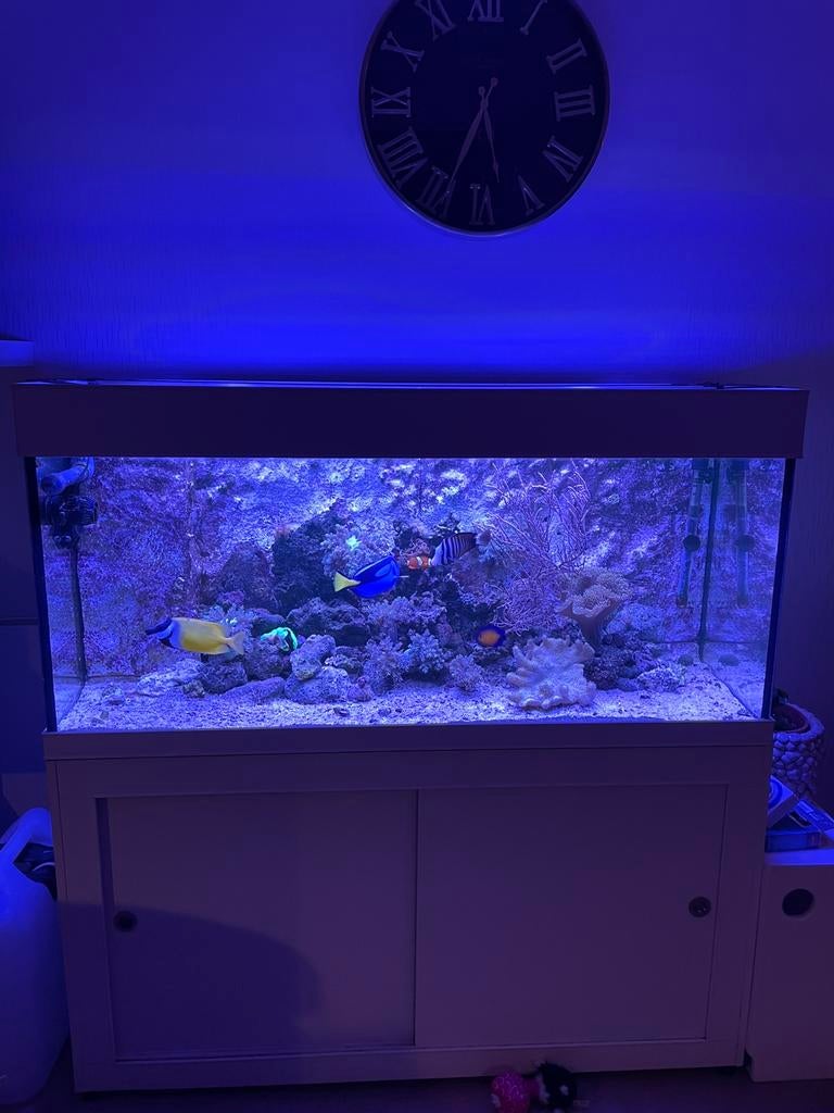 Compleet zeeaquarium, Dieren en Toebehoren, Ophalen of Verzenden, Zo goed als nieuw, Gevuld zeewateraquarium