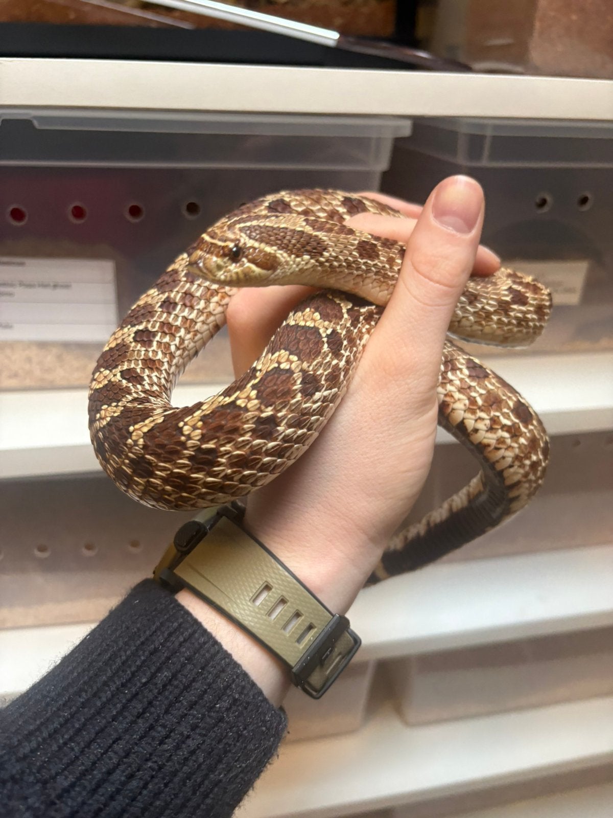 Heterodon Nasicus Red Het Ghost 0.1, Slang, 0 tot 2 jaar