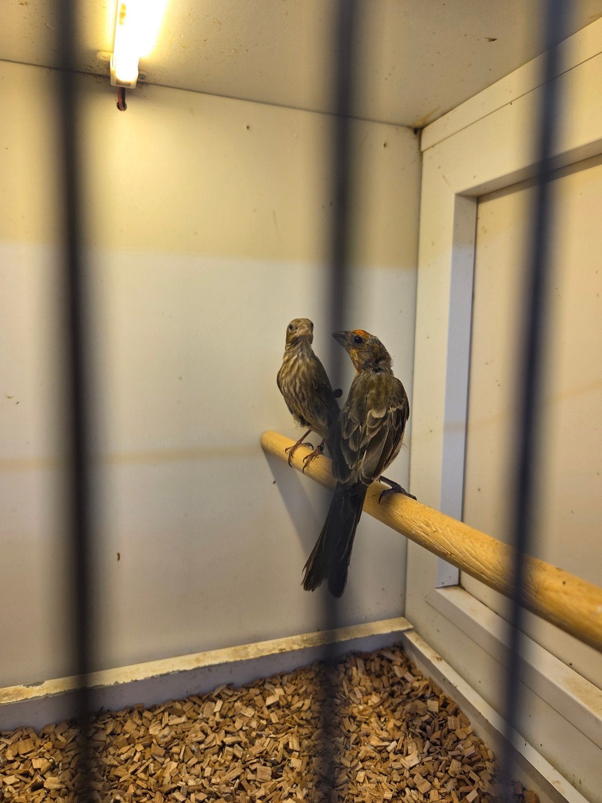 Mexicaanse roodmussen, Dieren en Toebehoren, Vogels | Overige Vogels, Meerdere dieren