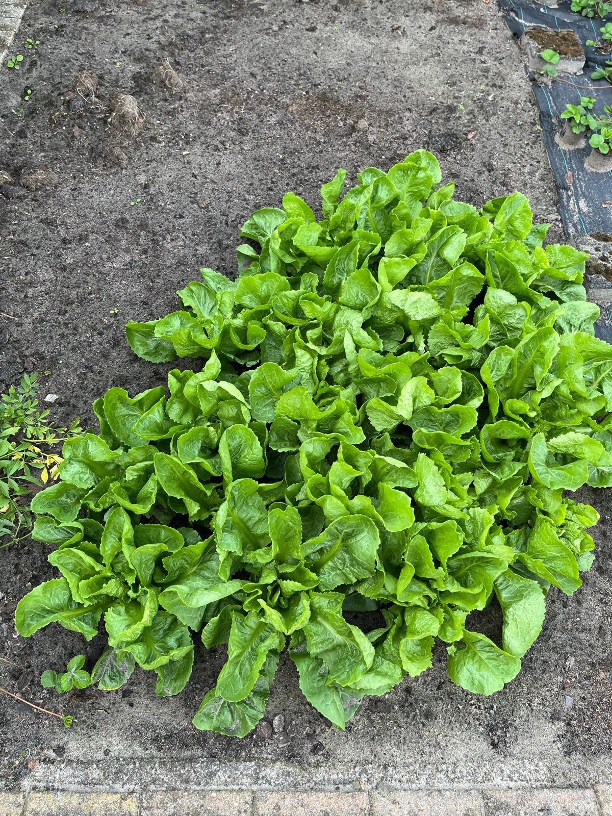 Verse Andijvie uit eigen tuin  50 cent per krop, Ophalen