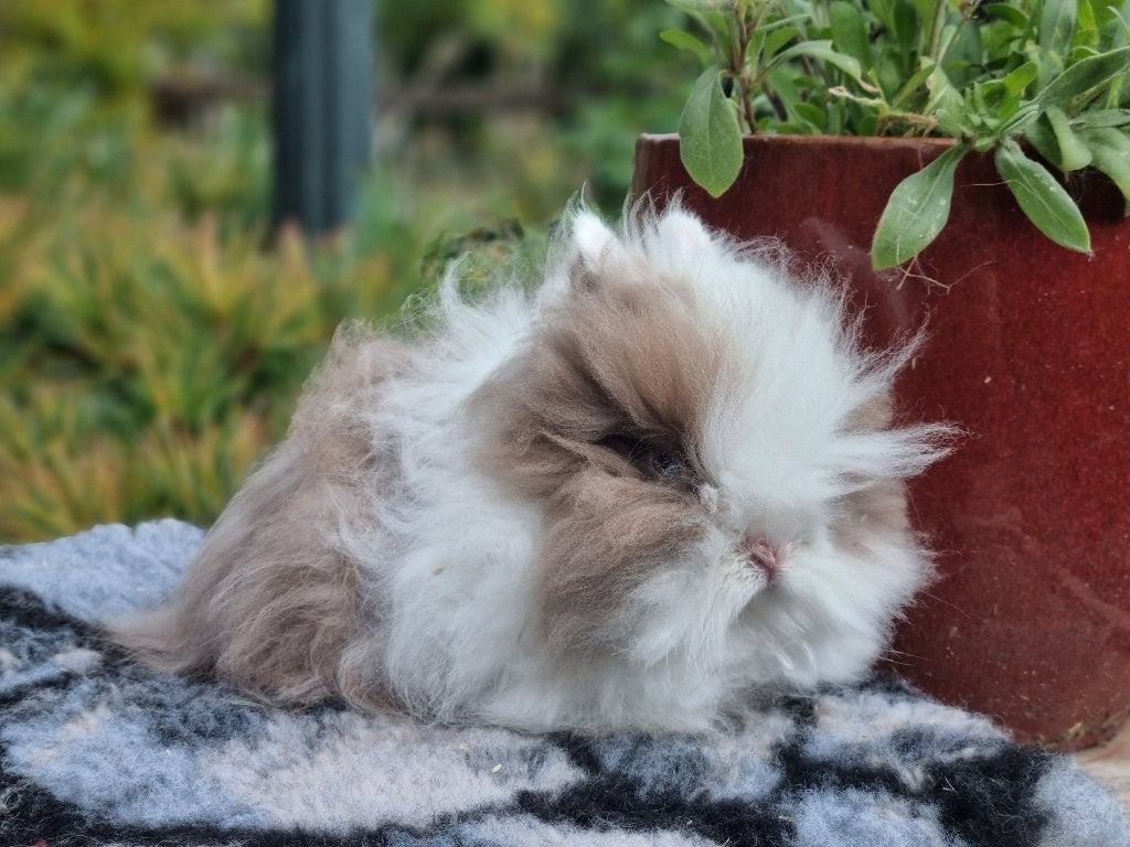 Teddy dwerg konijn mannetje 5 mnd oud gecastreerd, Mannelijk, Dwerg