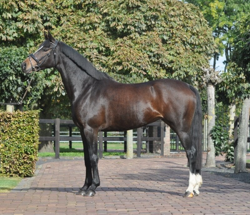 7 jarige D pony, Merrie, Met stamboom, Dressuurpony, L