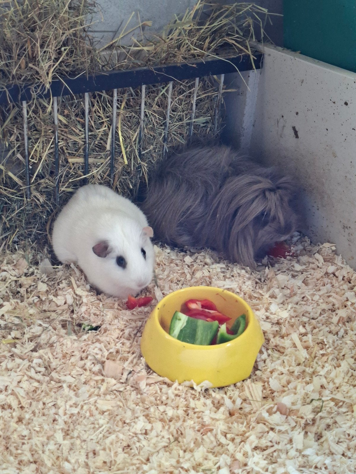 CAVIA ZEUGJES, Dieren en Toebehoren, Juli, Vrouwelijk, Cavia