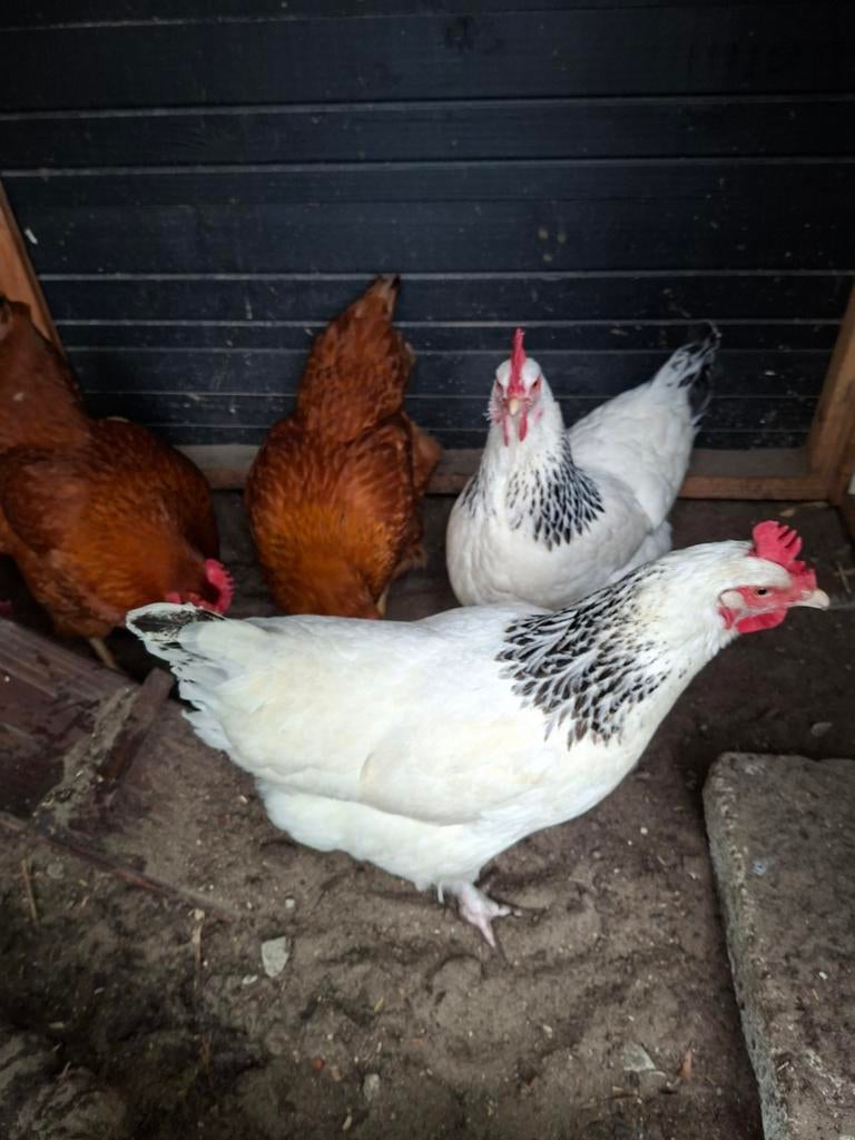 Mooie leghennen, 2 x Sussex + 2x New Hampshire, Dieren en Toebehoren, Vrouwelijk, Kip