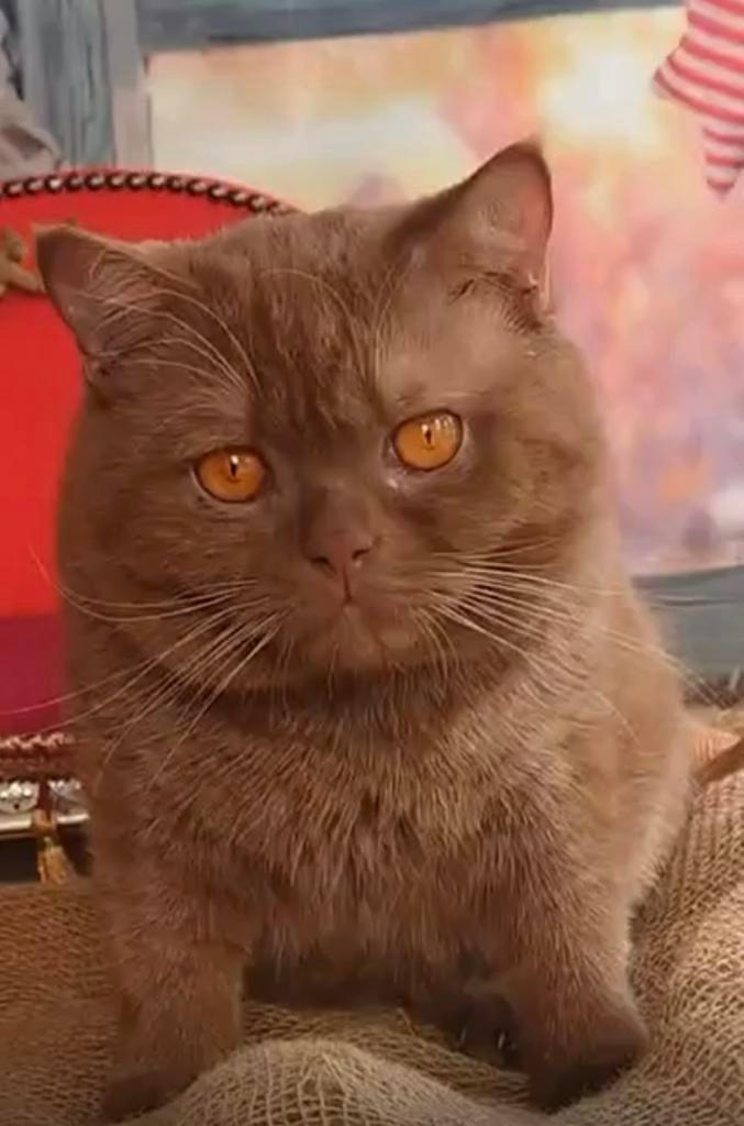 Britse korthaar dekkater cinnamon NIET TE KOOP, Dieren en Toebehoren