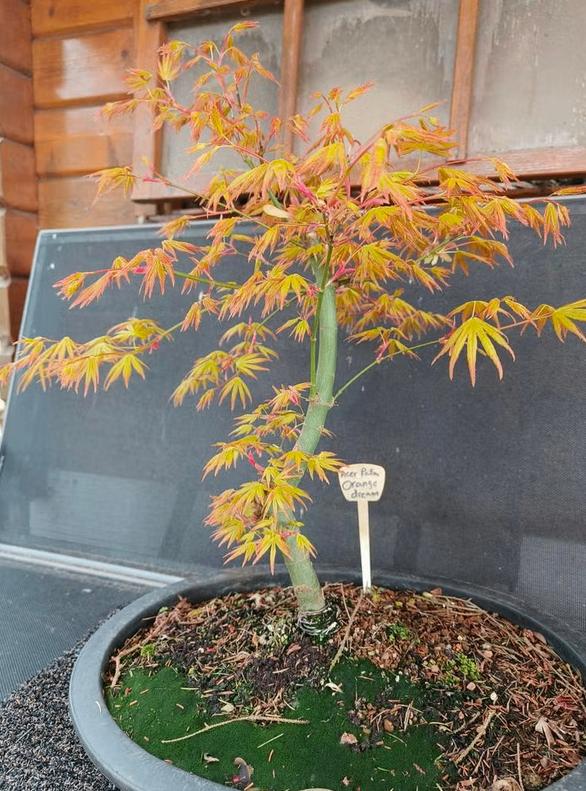 Bonsai Acer palmatum Orange dream, Bloeit niet, Halfschaduw, Overige soorten, Minder dan 100 cm