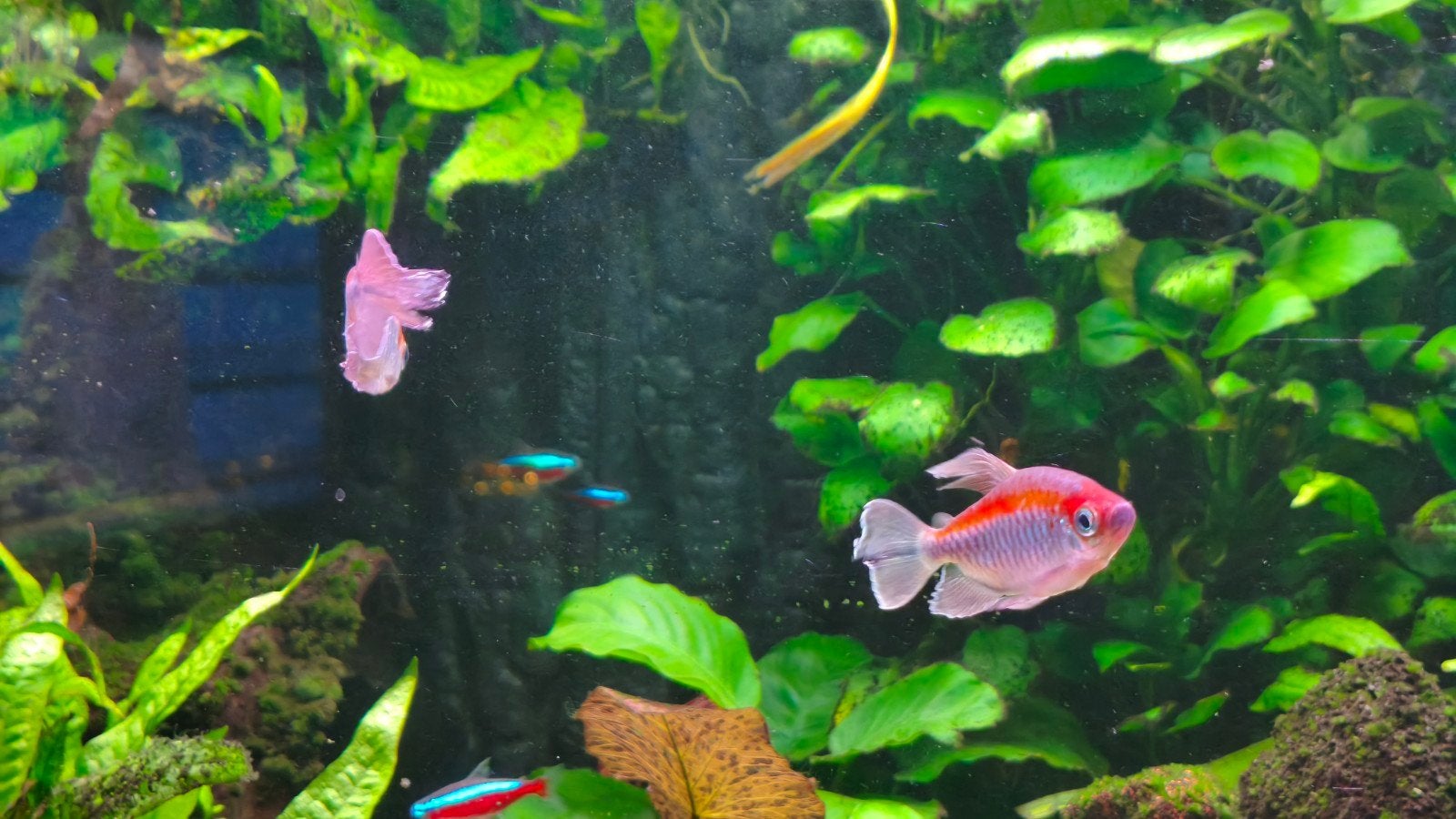 Congozalmen | aquariumvis, Vis