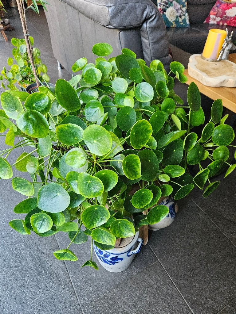 Pannekoekplant, Huis en Inrichting, Ophalen, Overige soorten, Halfschaduw, In pot