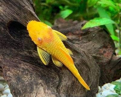 Ancistrus Temminckii gold red eyes 3 cm, Vis, Zoetwatervis