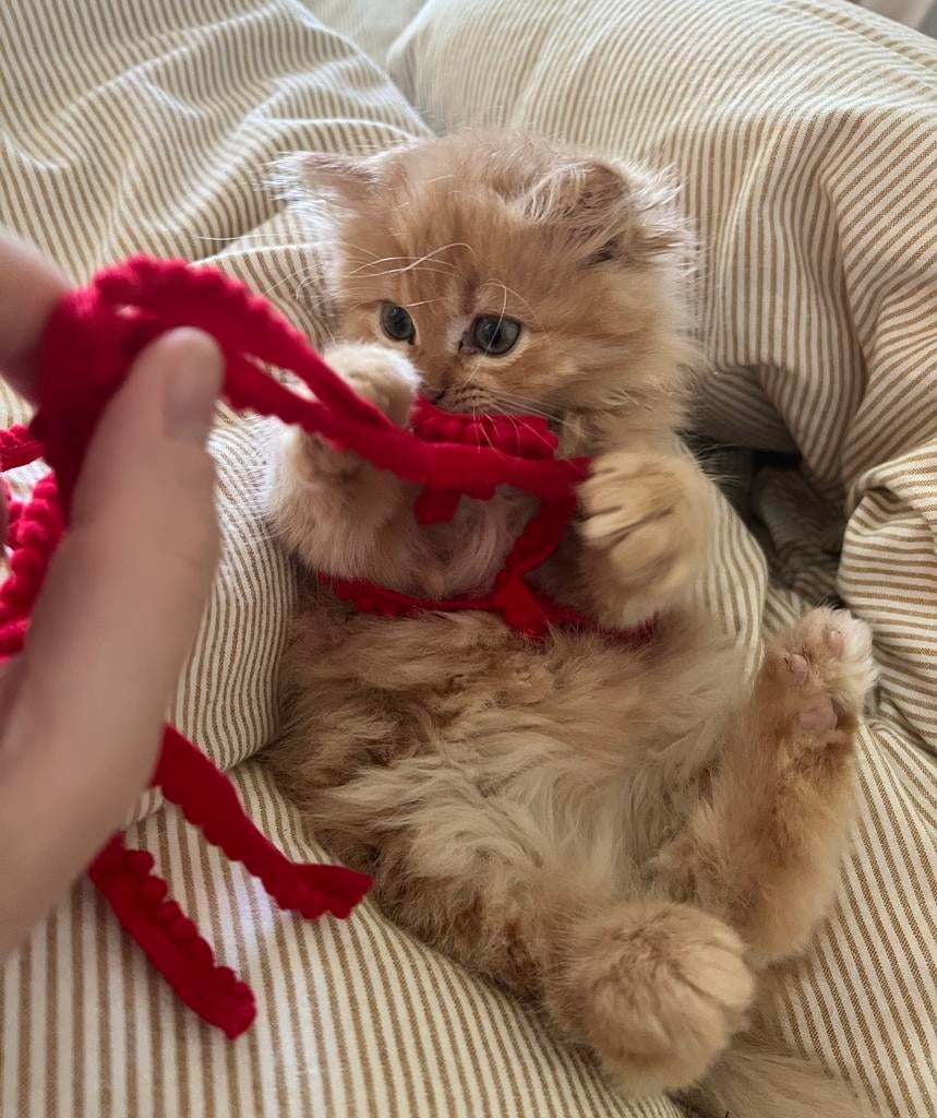 Britse langhaar, Dieren en Toebehoren, Katten en Kittens | Raskatten | Langhaar, Kater