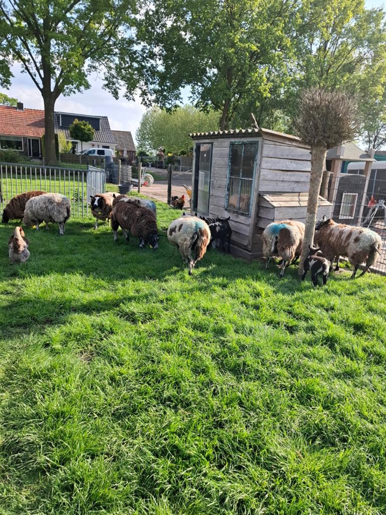 Schapen wol / vacht, Dieren en Toebehoren, Vrouwelijk, Schaap