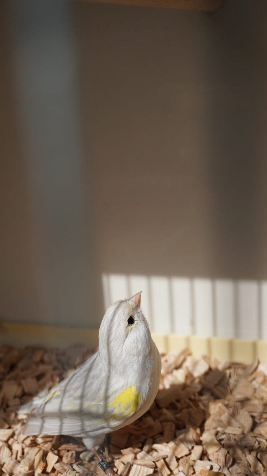 4 kanaries te koop, Dieren en Toebehoren, Vogels | Kanaries, Meerdere dieren, Kleurkanarie